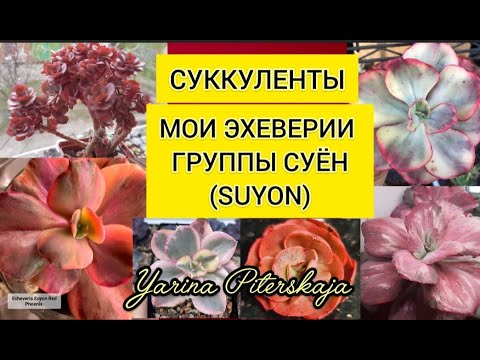 Видео: Суккуленты.  Мои эхеверии группы Суён.(Suyon)