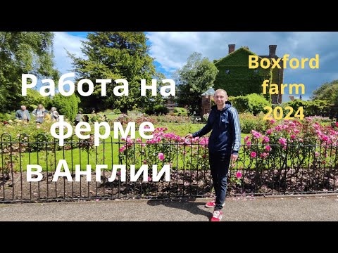 Видео: Работа в Англии на ферме. Boxford farm.#ЛехавАнглии#какприехатьвАнглию#работаванглии