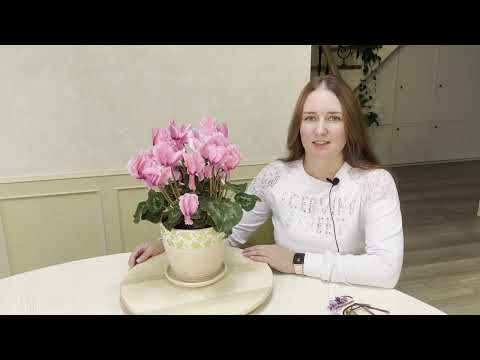 Видео: №66. 🌸Цикламен.🌸 Уход. Как добиться пышного и долгого цветения.