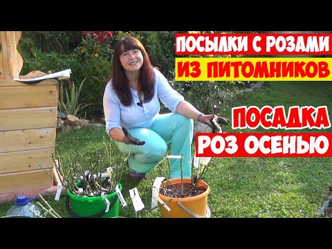 Видео: Розы по Интернету! Посылки от ЭЛИТ и ДОЛИНА РОЗ. ПОСАДКА РОЗ ОСЕНЬЮ с открытой корневой системой.