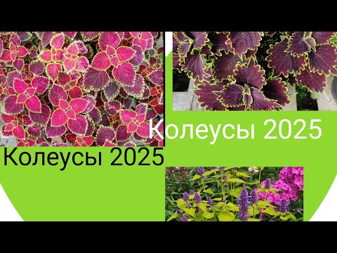 Видео: Мои колеусы, лето 2025. l Часть 