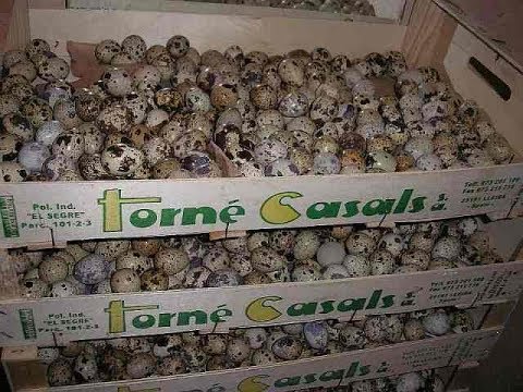 Видео: ПЕРЕПЕЛИНАЯ ФЕРМА  ДЕШЕВЫЙ БИЗНЕС ИЛИ ЗОЛОТОЕ РУНО.