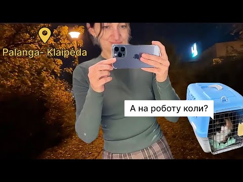 Видео: Центр зайнятості/ ветеринар/ психолог /стоматолог/ вʼязання/ Акрополіс— а коли на роботу?🫠