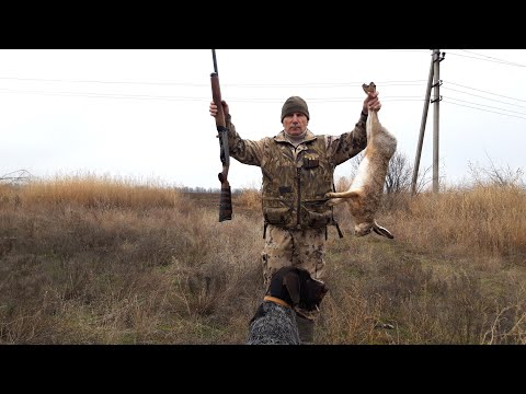 Видео: Быстрая охота на зайца