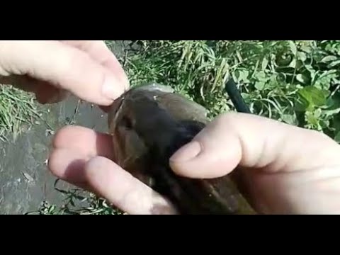 Видео: Рыбалка на карасей,  превратилась в ловлю страшных монстров. Спасение озера от всеядного существа