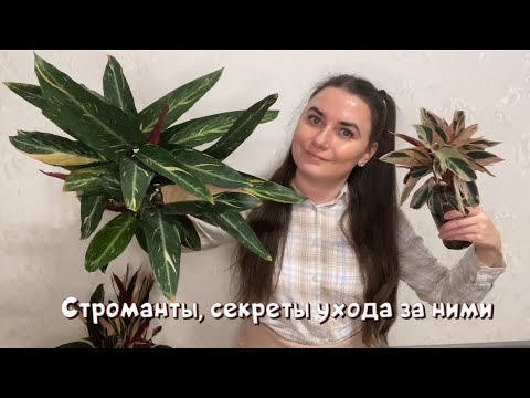 Видео: Строманты, секреты ухода за ними.