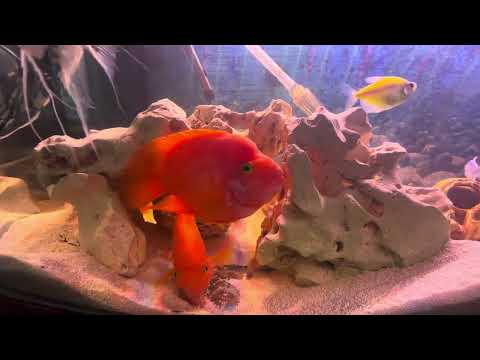 Видео: А поговорить) # трехгибридный попугай#fish 