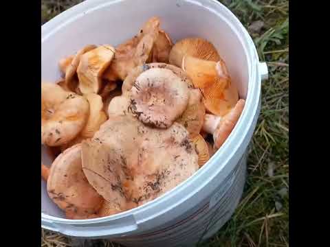 Видео: Прогулянка до лісу по #рижики. 