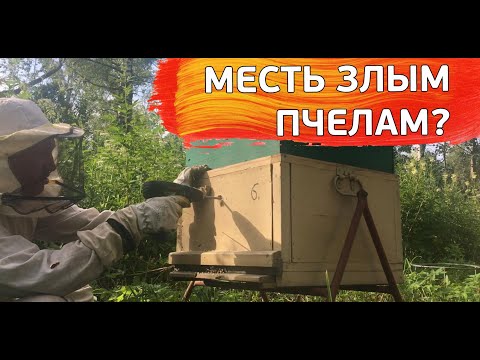 Видео: Упало дерево на дорогу | Сын и пчёлы | Делаю верхние летки у злых пчел.