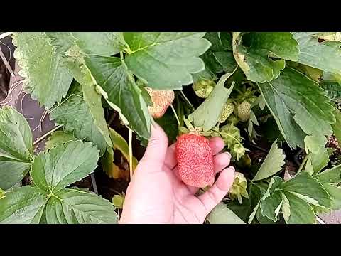 Видео: Особенности раннеспелого  сорта клубники КСД Люция (Лючия)
