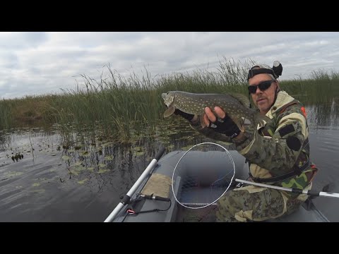 Видео: Шумный или тихий джерк лучше применять в полный штиль.  #pike #fishihg   #рыбалканащуку @volgaspintv