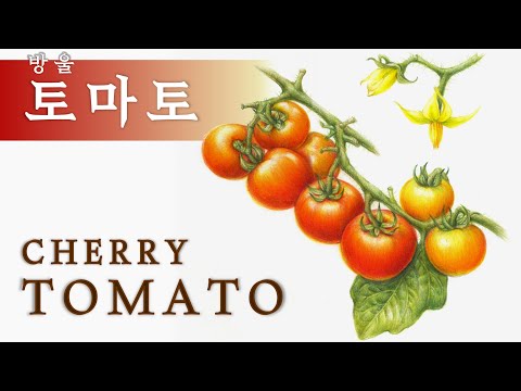 Видео: [Рисунок фруктов и овощей] Рисунок цветным карандашом помидоров черри (Урок рисования 101-2)