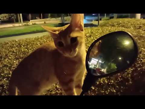 Видео: МИ ПРОСТО ХОДИЛИ..