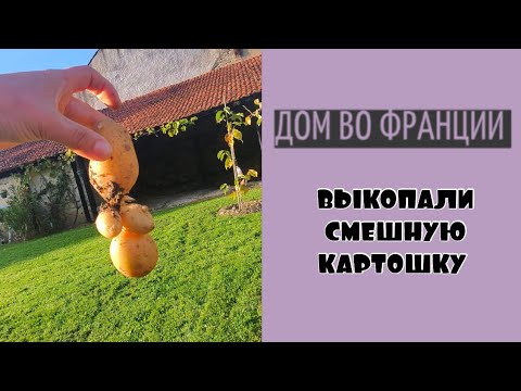Видео: Выкопали картошку| перенесли посудомойку| рыбное меню от мужа 