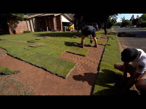 Видео: Укладка бермудского газона TifTuf (Couch) в доме моего брата