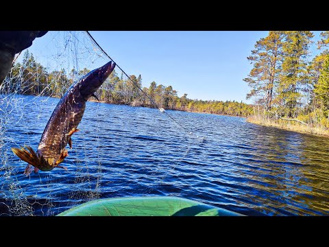 Видео: Финальная проверка сетей на озере. Рыба ушла. Закрываем сезон.