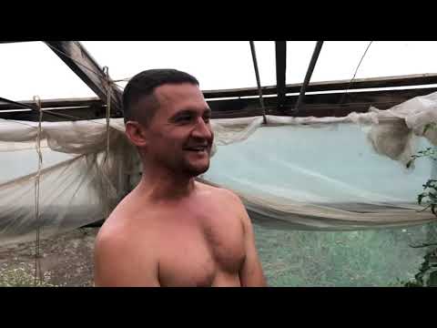 Видео: Тута абсолюта побеждена! Победить можно любого вредителя! Ответы на вопросы о доктор Харвест