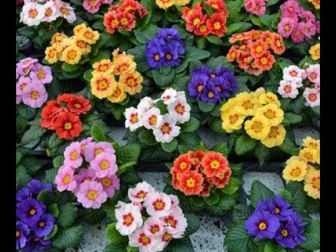 Видео: Примула 🌸 Что с ними делать ?! Как сохранить до весны ?!