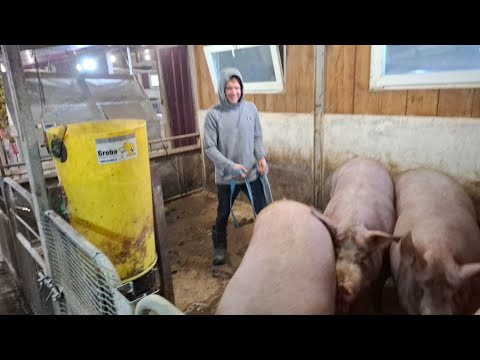 Видео: Свинка 230+‼️Чому Смердить свинина❓️Яке Свинарство було колись❓️