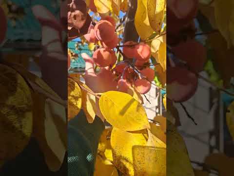 Видео: Хурма, наше многосортовое дерево в конце сезона! г. Николаев.