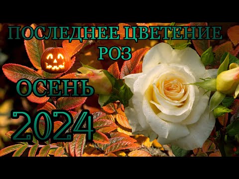 Видео: Последнее цветение розочек🌹🎃Осень 2024🎃 36 роз в обзоре🌹🍂