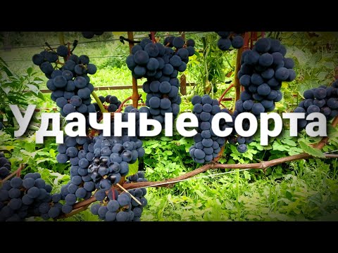 Видео: 🍇ВИНОГРАД НА СЕВЕРЕ без танцев с бубнами / СОРТА ВИНОГРАДА ДЛЯ МОСКОВСКОЙ ОБЛАСТИ