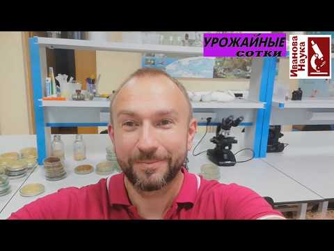 Видео: Томат: кладоспориоз или фитофтороз, а может быть фузариоз или бактериоз? Разбираемся!