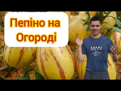Видео: Пепіно - динна груша росте в огороді.