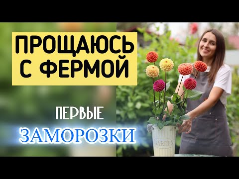 Видео: ПЕРВЫЕ ЗАМОРОЗКИ И ПОСЛЕДНИЕ БУКЕТЫ С ЦВЕТОЧНОЙ ФЕРМЫ #милыйдом