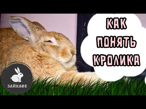 Видео: КАК ПОНЯТЬ КРОЛИКА? ПОЧЕМУ КРОЛИК БОИТСЯ?