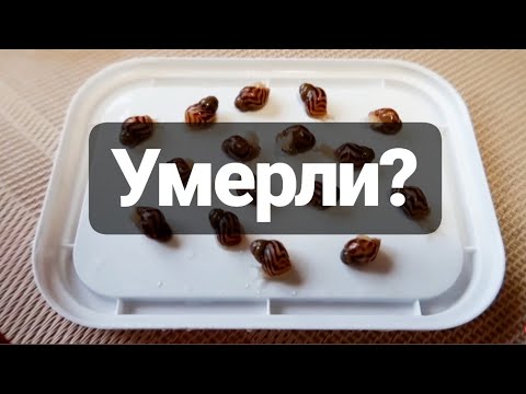 Видео: ЧП У УЛИТЯТ