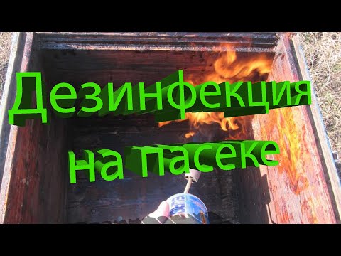 Видео: Профессор Кашковский про дезинфекцию на пасеке