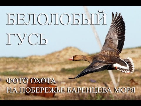 Видео: БЕЛОЛОБЫЙ ГУСЬ. ФОТООХОТА В АРКТИКЕ. БАРЕНЦЕВО МОРЯ