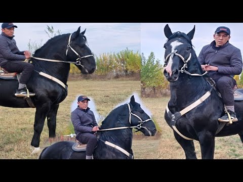 Видео: Генерал Камбарда Кара Кашка✊️
