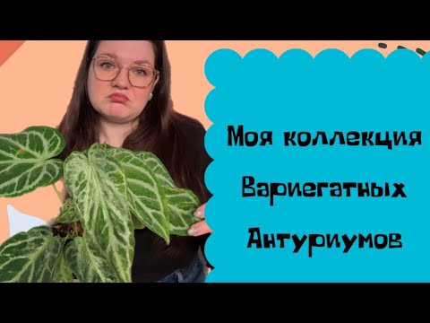 Видео: Моя коллекция вариегатных антуриумов