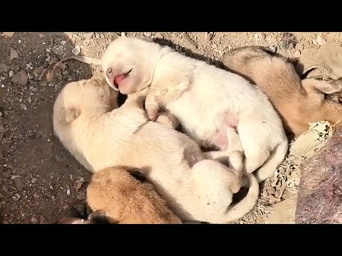 Видео: Бездомная собака мать и ее четыре щенка были усыновлены заботливой парой.