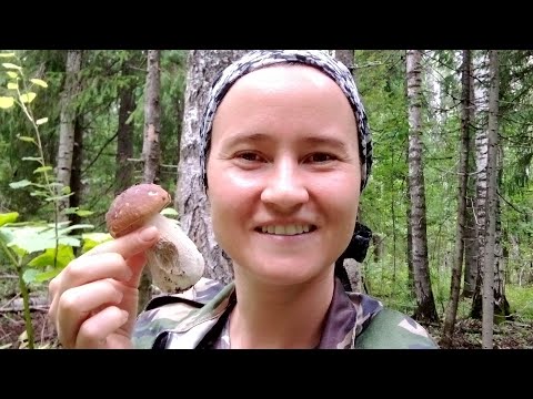 Видео: БЕЛЫЕ БОРОВЫЕ ГРИБЫ И ВСТРЕЧА СО ЗМЕЯМИ В БОРУ. УРОЖАЙ ЯБЛОК.ДЕЛАЮ ЗАКРУТКИ НА ЗИМУ.АВГУСТ 2024.