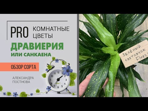 Видео: Светлячок Дравиерия | Санкаена | Кто это - драцена или сансевиерия? Такого вы еще точно не видели.