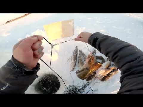Видео: Серия √29 Рыбалка. Жара и Налимы.