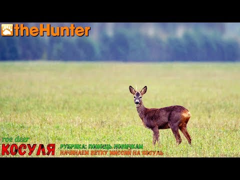 Видео: theHunter Classic | Рубрика: Помощь новичкам | Косуля - начало | Неизвестный друг
