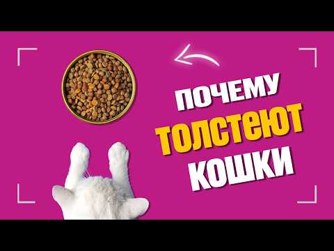 Видео: Сколько раз в день кормить кошку сухим кормом и Почему дорогой корм может позволить себе каждый
