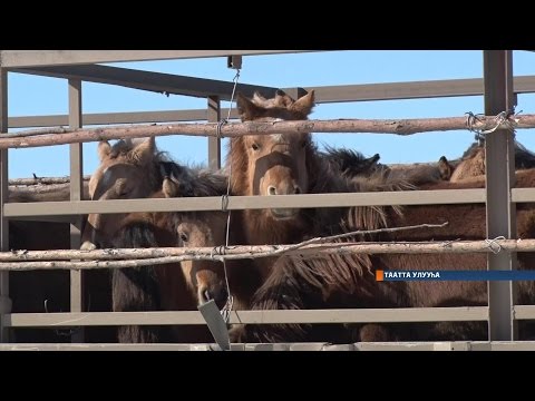 Видео: Таатта улууһуттан 207 убаһа Абыйга айаннаата