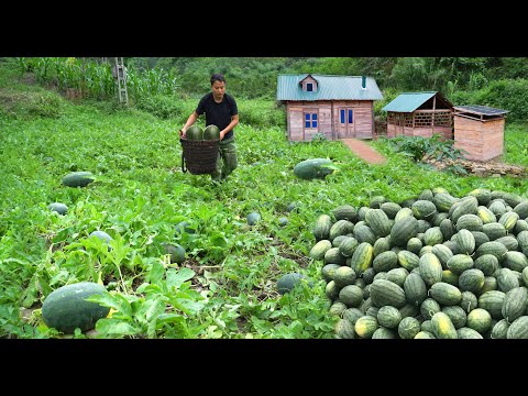 Видео: Горное садоводство: выращивание и сбор арбузов — органическое земледелие