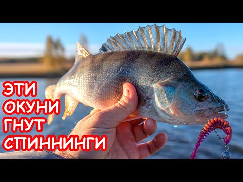 Видео: ОКУНИ ГНУТ СПИННИНГИ. ЛОВЛЯ ЩУКИ И ОКУНЯ. РЫБАЛКА