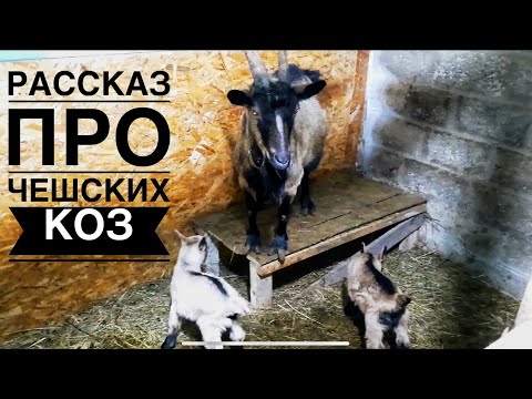 Видео: ЧЕШСКИЕ КОЗЫ.