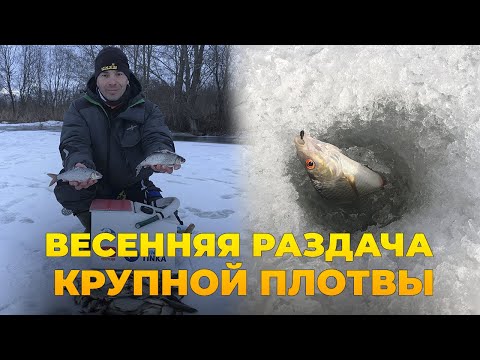 Видео: ПЛОТВА ПОШЛА!!! ВЕСНА, ПОСЛЕДНИЙ ЛЁД, ЖОР ПЛОТВЫ!