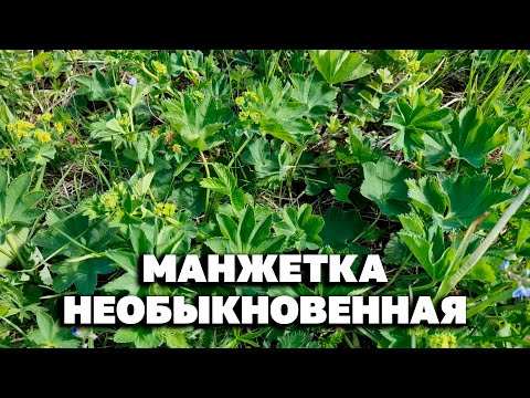 Видео: МАЛА ДА СИЛА ВЕЛИКА ДЛЯ ЖЕЛУДКА ПОЧЕК ЧИСТИТ ПЕЧЕНЬ СОСУДЫ БРОНХИ/МАНЖЕТКА @natureMarusya