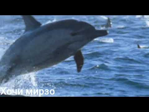 Видео: Хочи мирзо кисаи хазрати Абубакр бехтарин