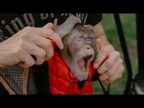 Видео: Моменты из жизни обезьянки читы. Обязательна поставь лайк и 👍🏻. За подписку плюсик к карме 🙏
