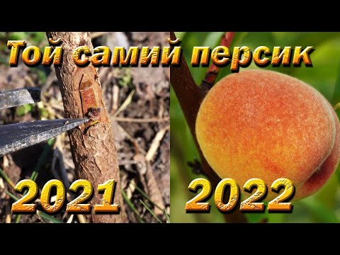 Видео: Сад персиков за два года с нуля